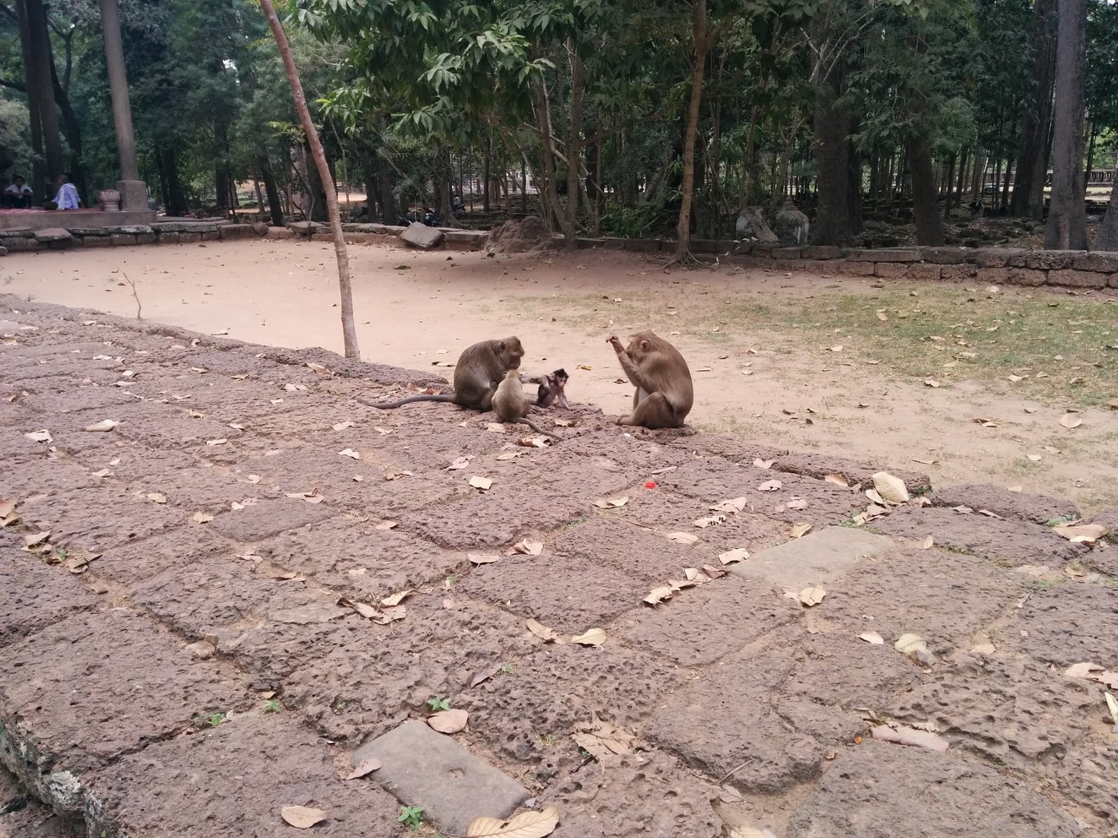 Siem Reap 19